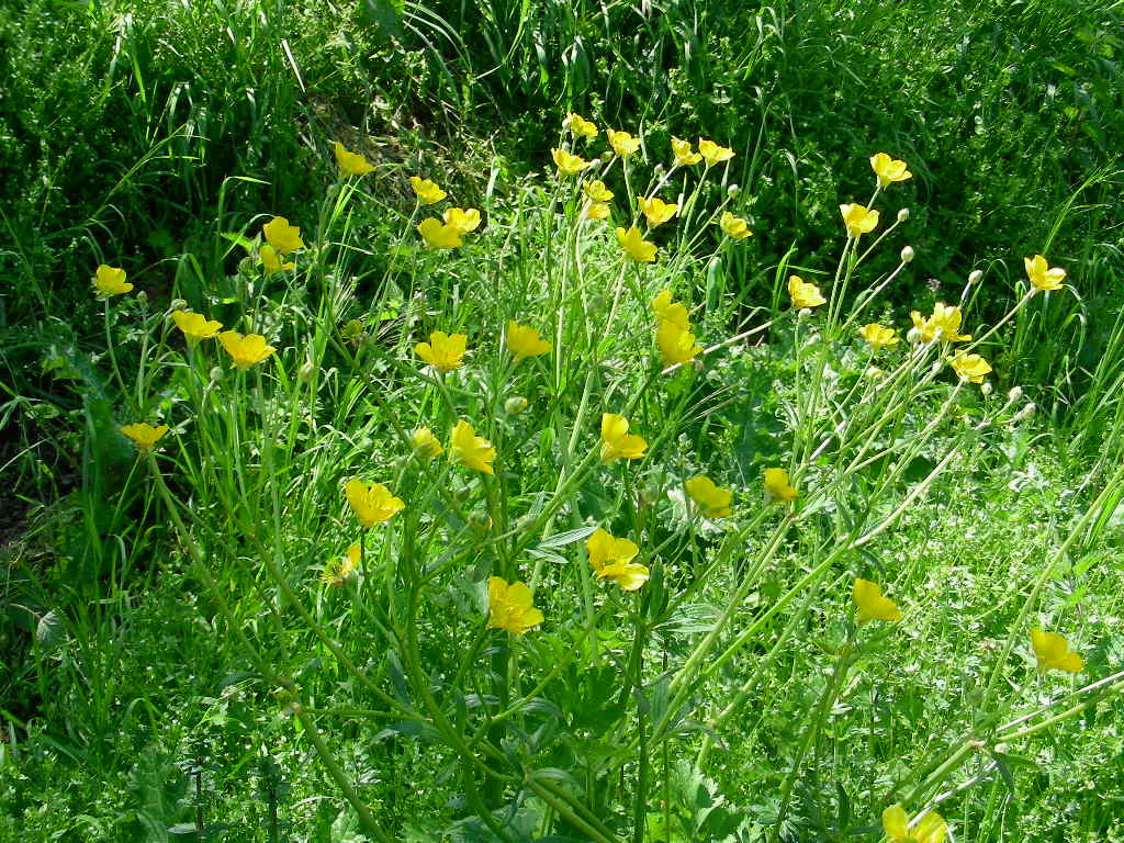 Fasciazione su Ranunculus sp.